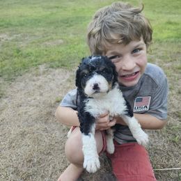 Bandit - Tri-color male Bernedoodle puppy in Candia, New Hampshire from Joyful Pastures Homestead