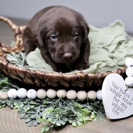 Labrador Retriever Puppies from AGL Retrievers