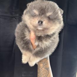 Marshall - Blue and tan male Pomeranian puppy in Okmulgee, Oklahoma from 918 Pomeranians