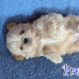 Prescott - Cream and white male Shih Tzu puppy in Surprise, Arizona from Arizona Shih Tzu