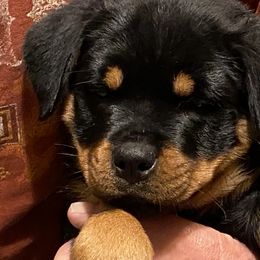 Rottweiler Puppies from Kaiser Haus Rottweilers