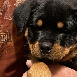 Rottweiler Puppies from Kaiser Haus Rottweilers