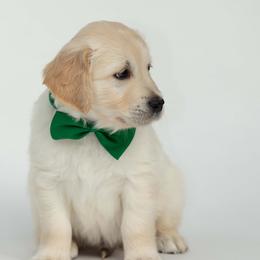 Golden Retriever Puppies from Valley County Goldens