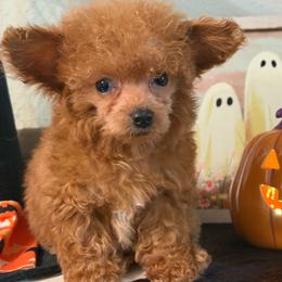 Luna - Red  female Poodle puppy in Kidder, South Dakota from Continental Cavaliers