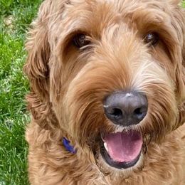 Freddy - Australian Labradoodle