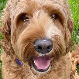 Freddy - Australian Labradoodle