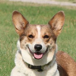 Willow - Pembroke Welsh Corgi