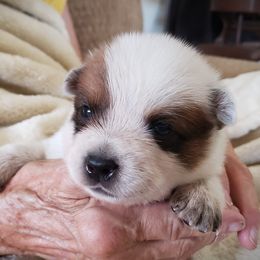 Red Boy - Red mottled Australian Cattle Dog puppy in New Mexico from Thornbush