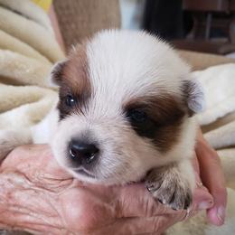 Red Boy - Red mottled Australian Cattle Dog puppy in New Mexico from Thornbush