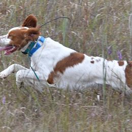 Brittanys from CoveLake Kennels