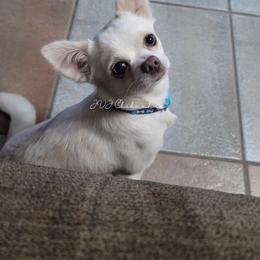 Loki - Chihuahua