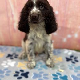 Marvin - Liver and white male English Springer Spaniel puppy in Rogers, Ohio from StoneyBrook Setters