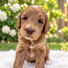 Graham - Golden male Cockapoo puppy in Peoria, Arizona from Cactus Doods