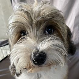 Teddy - Havanese