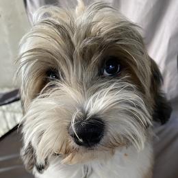 Teddy - Havanese
