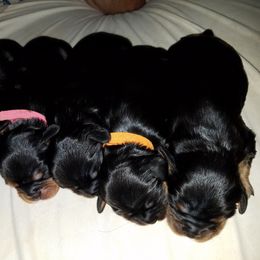 Cavalier King Charles Spaniel Puppies from Country Cavaliers