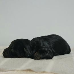Karla - Black and tan female Cockapoo puppy in Louisburg, North Carolina from Raven Oak's Mini Cockapoos and Mini Dachshunds