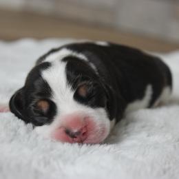 Arnie - Black tan and white male Beagle puppy in Morrill, Kansas from Kelle Beagles