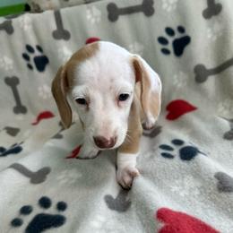 Boy 3 - Piebald male Dachshund puppy in Cumby, Texas from Dog Daze Ranch