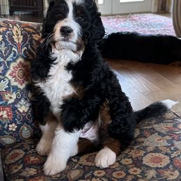 Bernedoodle Puppies from Palmetto Bernedoodles Boutique