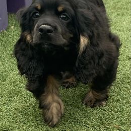Catahoula Leopard Dog and Cocker Spaniel Puppies from Rich Cat’s