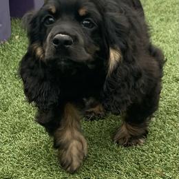 Catahoula Leopard Dog and Cocker Spaniel Puppies from Rich Cat’s