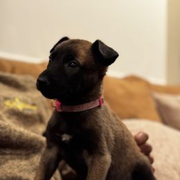 Cupid - Tan female Working Dog Cross puppy in Clarksville, Tennessee from Vuurhart Herders