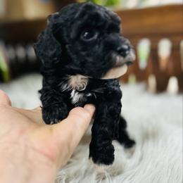 Bear - male Havapoo puppy in Natural Bridge, Virginia from Rockbridge Puppies