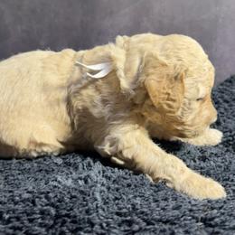 Girl 1 - Cream and white female Shih Tzu puppy in Ocala, Florida from Mimi's Shih-tzus of Ocala