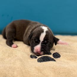Camo Collar - Black male American Pit Bull Terrier puppy in Pensacola, Florida from Alpha Alliance Kennels