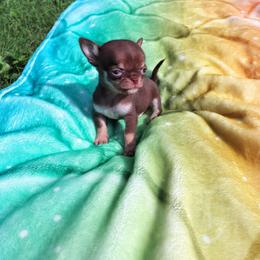 Akc Flynn - Chocolate and tan male Chihuahua puppy in Cedarville, Ohio from Evereve Kennels