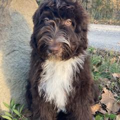 Prince - Aussiedoodle puppy from Shepherd Hill Doodles