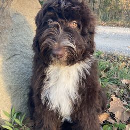 Prince - Aussiedoodle puppy from Shepherd Hill Doodles