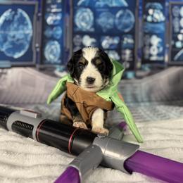 Selena - Tri-color female Bernedoodle puppy in Lake Panasoffkee, Florida from Donnas Deluxe Doodles LLC