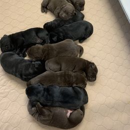 Labrador Retriever Puppies from Red Brush Labs