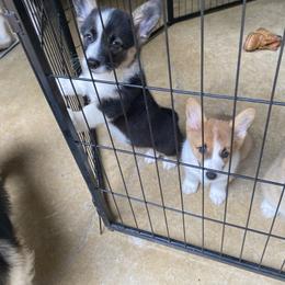 Pembroke Welsh Corgi Puppies from Dalton Family Corgis