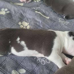 Nomad - Black male American Bully puppy in Jefferson, Ohio from Blue Fury's