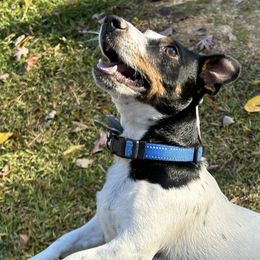 Russell Terriers from Jack Russell Terriers Lake Murray SC