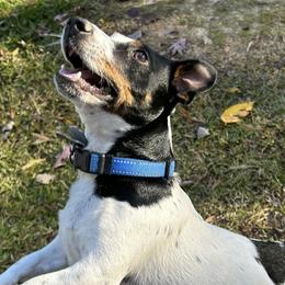 Russell Terriers from Jack Russell Terriers Lake Murray SC