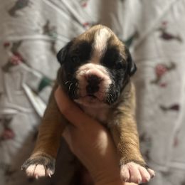 Avis - Fawn male Boxer puppy in Daviess County, Kentucky from Blissful Euro Boxers & French Bull Dogs