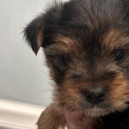 Yorkshire Terriers from Middle Tennessee Teacup Yorkie puppies