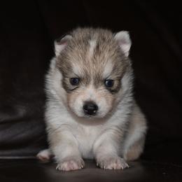 Zion - Silver and white male Pomsky puppy in Coos Bay, Oregon from Ocean View Pomskies