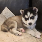 Sakari - Black and white female Alaskan Klee Kai puppy in Byron Center, Michigan from Family Friendly Labradors & Klee Kai