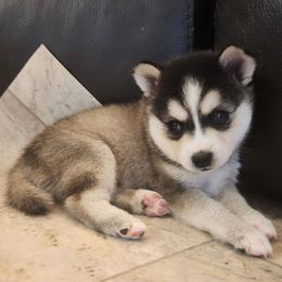 Sakari - Black and white female Alaskan Klee Kai puppy in Byron Center, Michigan from Family Friendly Labradors & Klee Kai