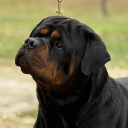 Bro - Rottweiler