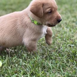 Neon collar male - Yellow male Labrador Retriever puppy in Sandpoint, Idaho from Allen Sunnyside AKC Labs