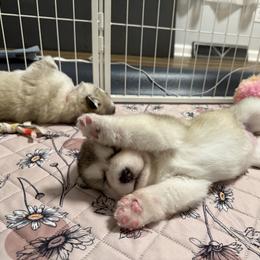 Alaskan Malamute Puppies from Alpenglow Alaskan Malamutes