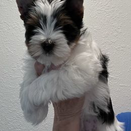 Biewer Terrier Puppies from Shanks' Biewer Terriers