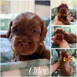 Cider - Caramel red male Australian Labradoodle puppy in Summerfield, North Carolina from Four Oaks Labradoodles