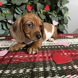 Dachshunds and French Bulldogs from Josh Wood